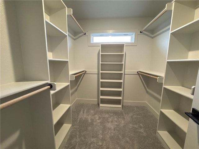 walk in closet with dark colored carpet