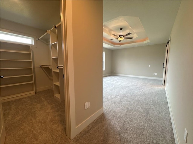 walk in closet with a raised ceiling, carpet floors, and ceiling fan