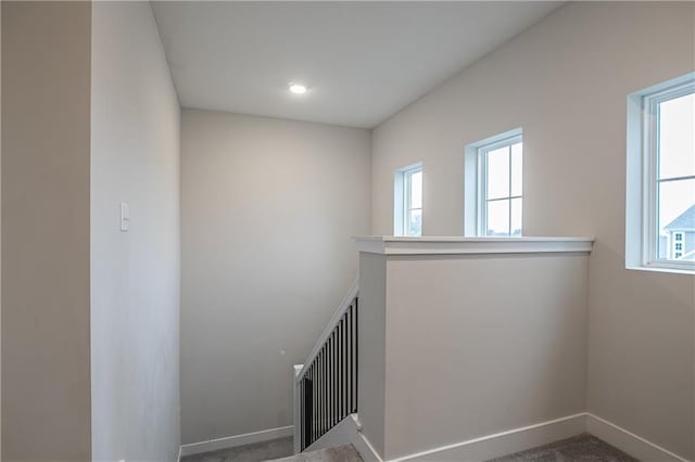 staircase featuring carpet floors