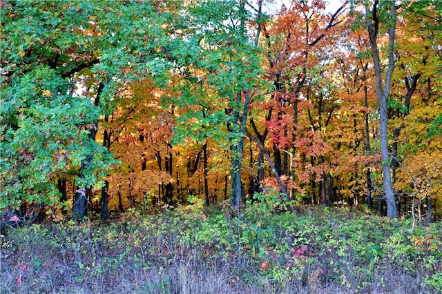 view of local wilderness