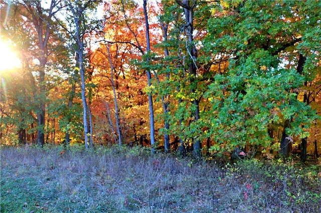 view of local wilderness