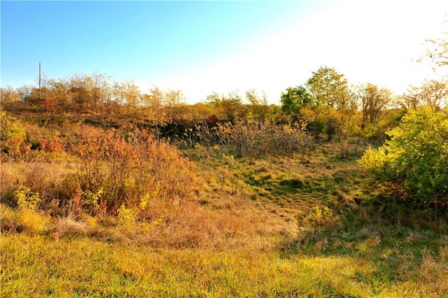 view of local wilderness