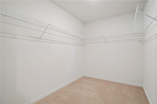 walk in closet featuring carpet floors