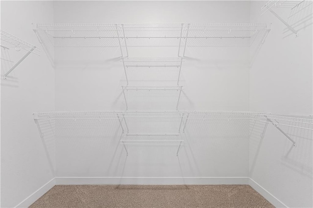 walk in closet with carpet flooring