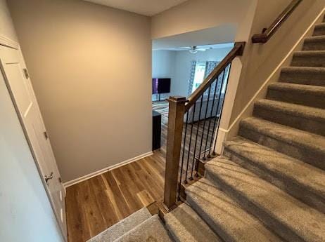 staircase featuring ceiling fan and hardwood / wood-style floors