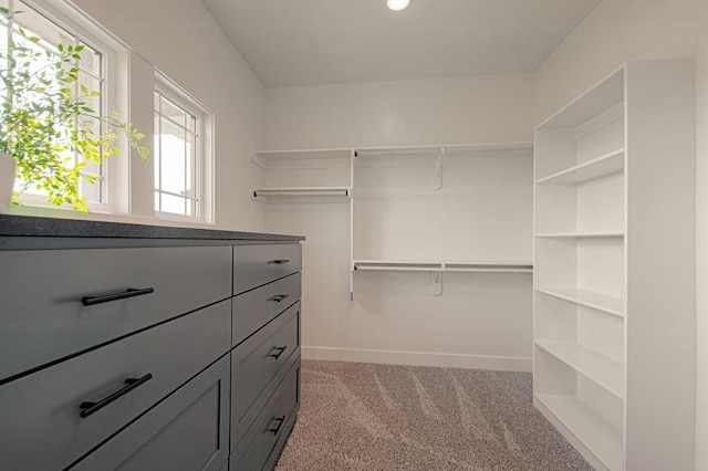 spacious closet featuring carpet