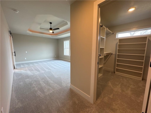 spacious closet featuring ceiling fan, a tray ceiling, and carpet floors