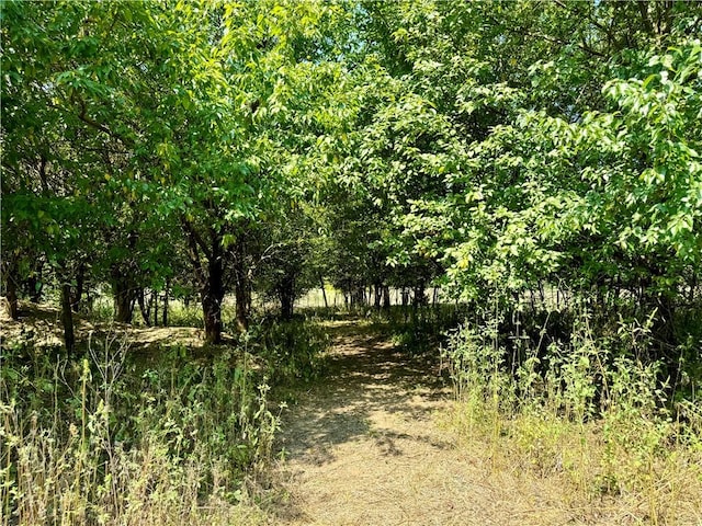 view of local wilderness