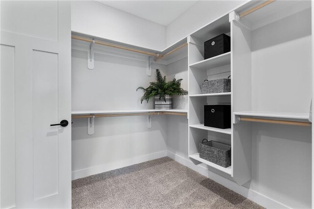 walk in closet with carpet floors