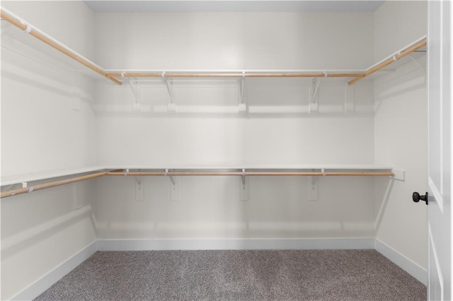 walk in closet featuring carpet flooring