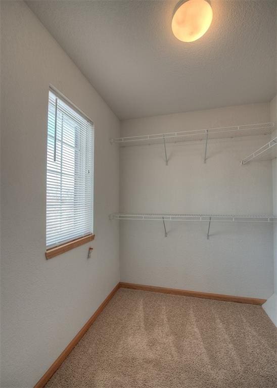 spacious closet with carpet