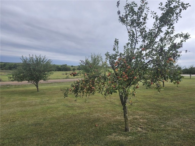 view of local wilderness with a rural view