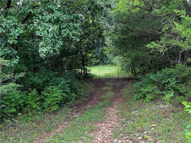 view of local wilderness