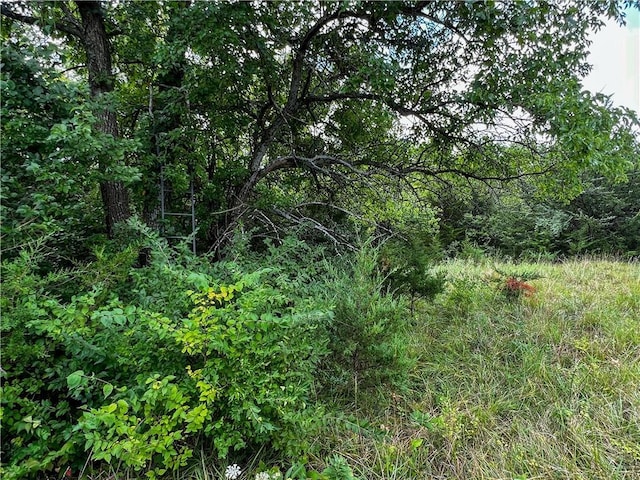 view of woods