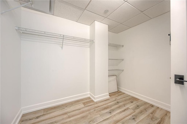 spacious closet featuring a drop ceiling and light hardwood / wood-style flooring