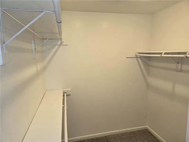 spacious closet featuring carpet flooring