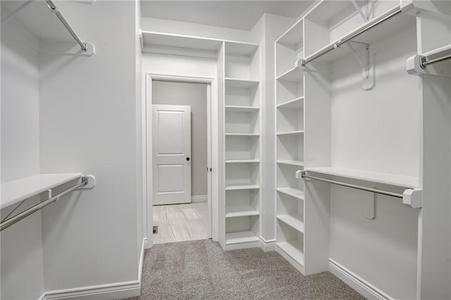 spacious closet featuring carpet