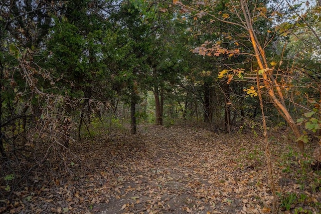 view of local wilderness