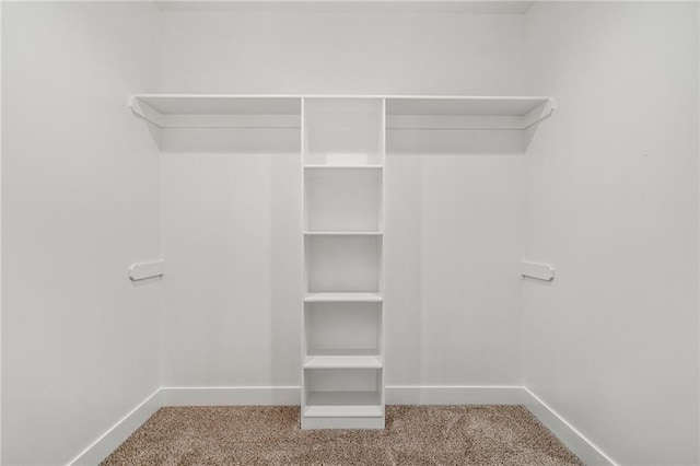 walk in closet featuring carpet floors