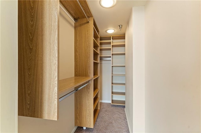 walk in closet featuring carpet flooring