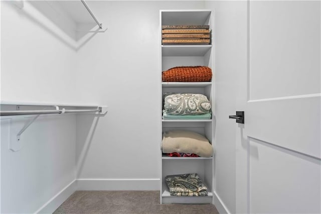 spacious closet featuring carpet floors