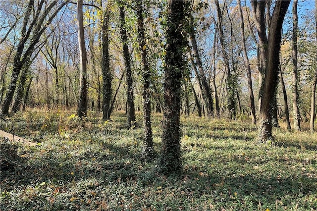 view of local wilderness