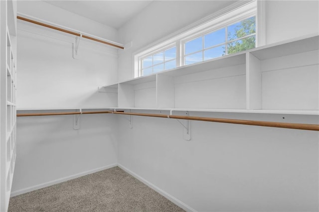 walk in closet with carpet flooring