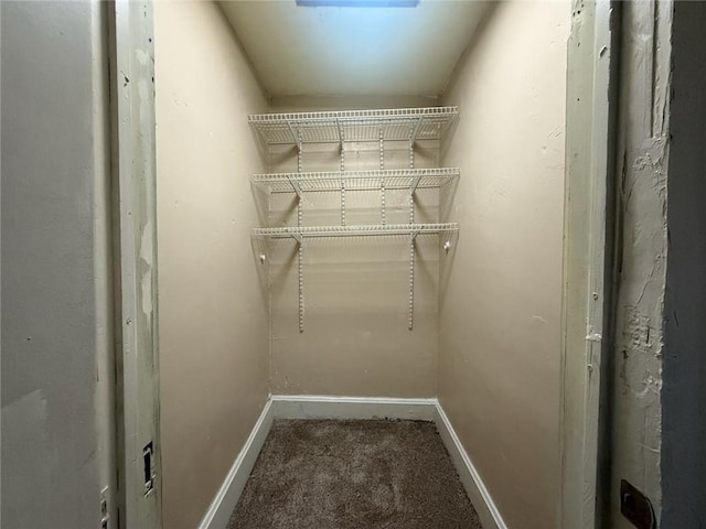 walk in closet with carpet floors