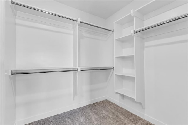 spacious closet featuring carpet flooring