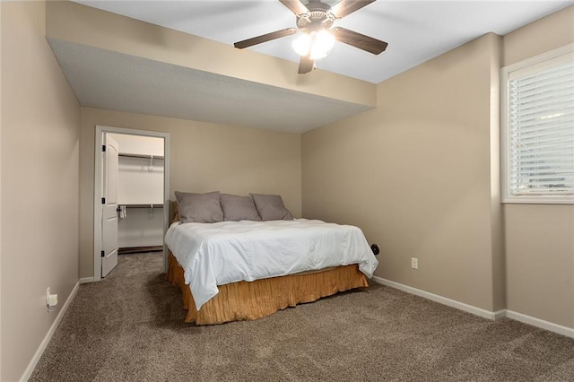 bedroom featuring a walk in closet, ceiling fan, a closet, and dark carpet