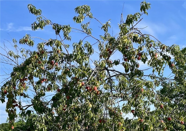 view of nature