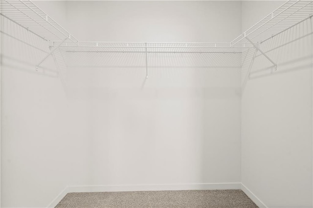 spacious closet featuring carpet