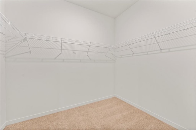 spacious closet featuring carpet flooring