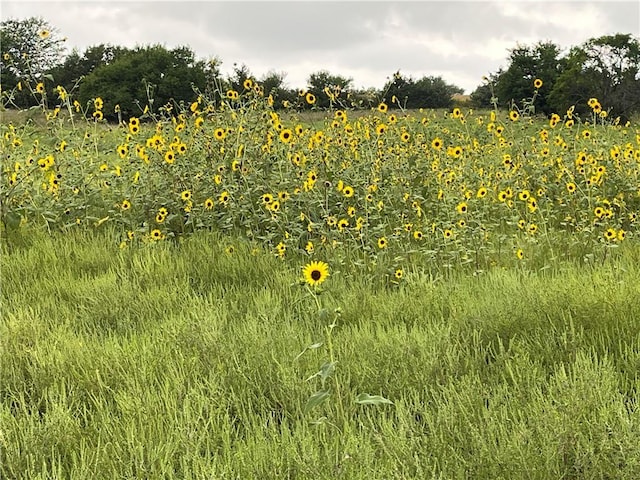 view of nature