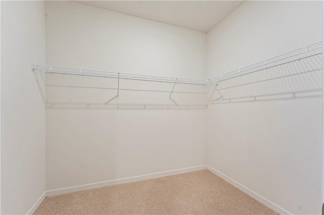 spacious closet featuring carpet flooring