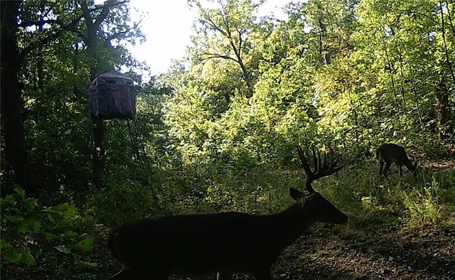 view of nature