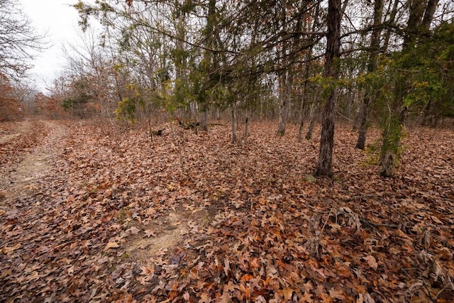 view of local wilderness