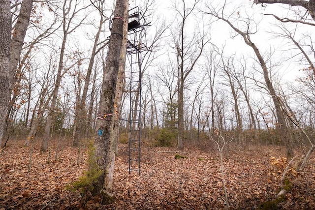 view of local wilderness