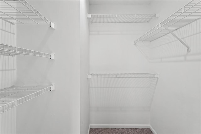 spacious closet featuring carpet floors