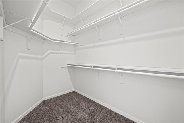 walk in closet with carpet flooring