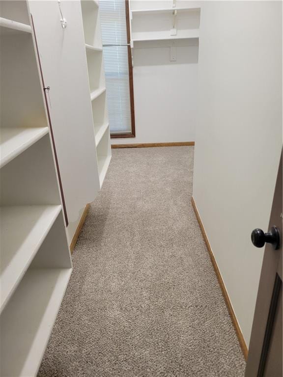 walk in closet featuring carpet flooring