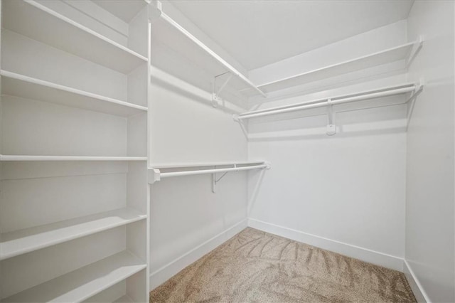 spacious closet featuring carpet flooring