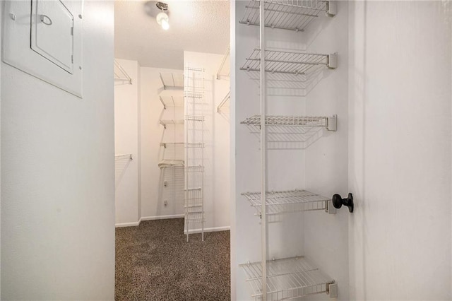 spacious closet featuring carpet