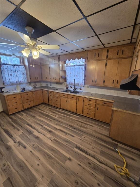 kitchen featuring ceiling fan, a drop ceiling, sink, and hardwood / wood-style flooring