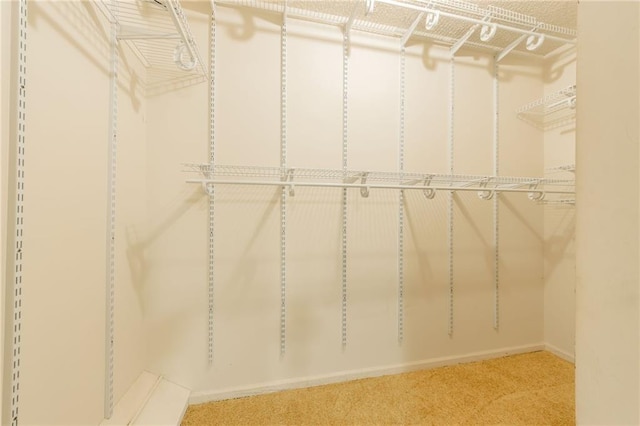 spacious closet featuring carpet