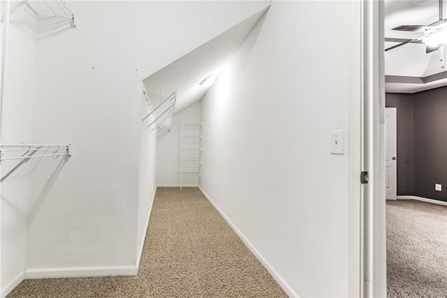 walk in closet with ceiling fan and carpet flooring