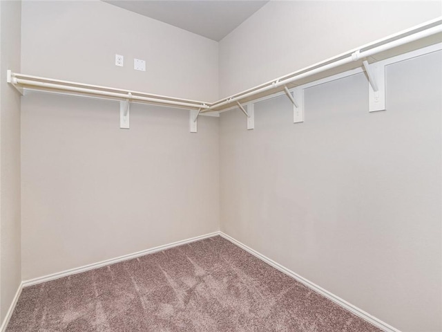 walk in closet with carpet floors