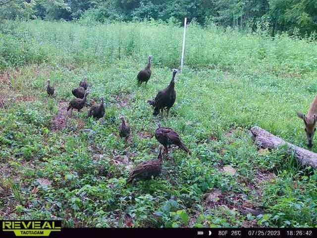 Monroe Rd 117 Rd, Moberly, MO 65263
