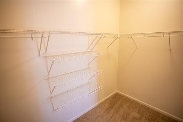 walk in closet with carpet floors