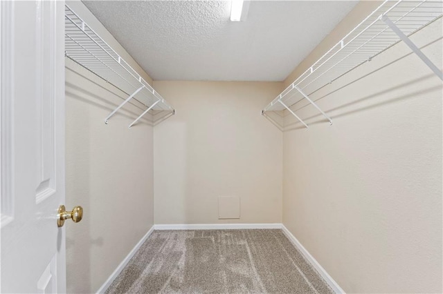 walk in closet featuring carpet flooring